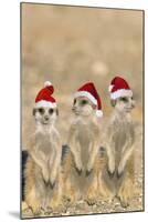 Meerkat X3 Young on Lookout-null-Mounted Photographic Print