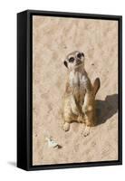 Meerkat-null-Framed Stretched Canvas