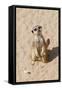 Meerkat-null-Framed Stretched Canvas