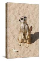 Meerkat-null-Stretched Canvas