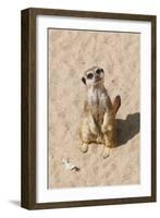 Meerkat-null-Framed Photographic Print