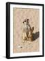 Meerkat-null-Framed Photographic Print