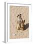 Meerkat-null-Framed Photographic Print