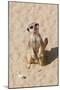 Meerkat-null-Mounted Photographic Print