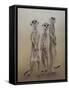 Meerkats, 2014-Odile Kidd-Framed Stretched Canvas