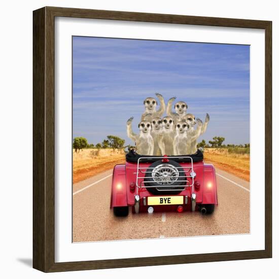 Meerkats in Car Waving-null-Framed Photographic Print