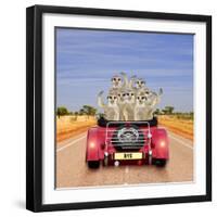 Meerkats in Car Waving-null-Framed Photographic Print