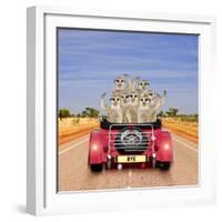 Meerkats in Car Waving-null-Framed Photographic Print