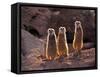 Meerkats in the Phoenix Zoo, Arizona, USA-Charles Sleicher-Framed Stretched Canvas