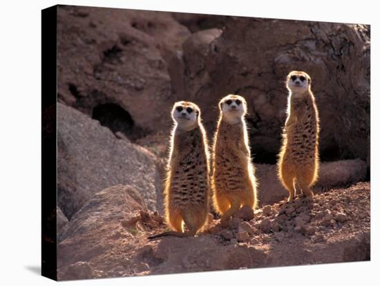 Meerkats in the Phoenix Zoo, Arizona, USA-Charles Sleicher-Stretched Canvas