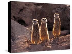 Meerkats in the Phoenix Zoo, Arizona, USA-Charles Sleicher-Stretched Canvas