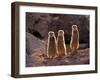 Meerkats in the Phoenix Zoo, Arizona, USA-Charles Sleicher-Framed Photographic Print