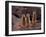 Meerkats in the Phoenix Zoo, Arizona, USA-Charles Sleicher-Framed Photographic Print