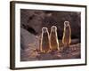 Meerkats in the Phoenix Zoo, Arizona, USA-Charles Sleicher-Framed Photographic Print