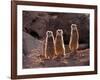 Meerkats in the Phoenix Zoo, Arizona, USA-Charles Sleicher-Framed Photographic Print