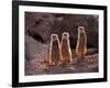 Meerkats in the Phoenix Zoo, Arizona, USA-Charles Sleicher-Framed Photographic Print