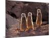 Meerkats in the Phoenix Zoo, Arizona, USA-Charles Sleicher-Mounted Photographic Print