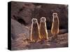 Meerkats in the Phoenix Zoo, Arizona, USA-Charles Sleicher-Stretched Canvas