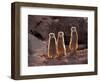 Meerkats in the Phoenix Zoo, Arizona, USA-Charles Sleicher-Framed Photographic Print