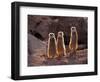 Meerkats in the Phoenix Zoo, Arizona, USA-Charles Sleicher-Framed Photographic Print