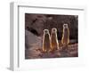 Meerkats in the Phoenix Zoo, Arizona, USA-Charles Sleicher-Framed Photographic Print