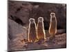 Meerkats in the Phoenix Zoo, Arizona, USA-Charles Sleicher-Mounted Photographic Print