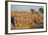 Meerkats Lined Up-Lantern Press-Framed Art Print