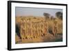 Meerkats Lined Up-Lantern Press-Framed Art Print