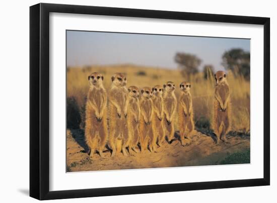 Meerkats Lined Up-Lantern Press-Framed Art Print