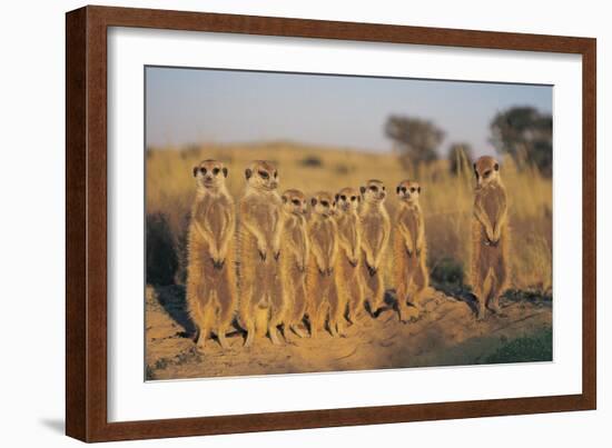 Meerkats Lined Up-Lantern Press-Framed Art Print