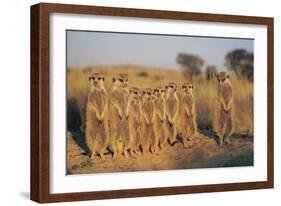 Meerkats Lined Up-Lantern Press-Framed Art Print