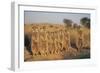 Meerkats Lined Up-Lantern Press-Framed Art Print