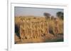 Meerkats Lined Up-Lantern Press-Framed Art Print