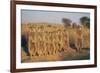 Meerkats Lined Up-Lantern Press-Framed Art Print