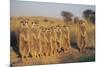 Meerkats Lined Up-Lantern Press-Mounted Art Print