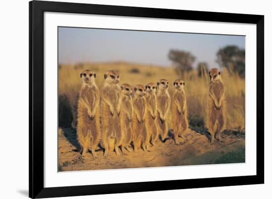 Meerkats Lined Up-Lantern Press-Framed Premium Giclee Print