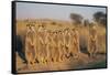 Meerkats Lined Up-Lantern Press-Framed Stretched Canvas