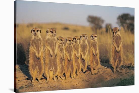 Meerkats Lined Up-Lantern Press-Stretched Canvas