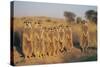 Meerkats Lined Up-Lantern Press-Stretched Canvas