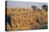 Meerkats Lined Up-Lantern Press-Stretched Canvas