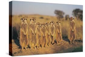 Meerkats Lined Up-Lantern Press-Stretched Canvas