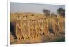 Meerkats Lined Up-Lantern Press-Framed Art Print