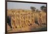 Meerkats Lined Up-Lantern Press-Framed Art Print