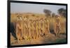 Meerkats Lined Up-Lantern Press-Framed Art Print