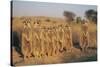 Meerkats Lined Up-Lantern Press-Stretched Canvas