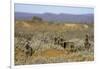 Meerkats, Oudtshoorn, Western Cape, South Africa, Africa-Ian Trower-Framed Photographic Print