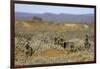 Meerkats, Oudtshoorn, Western Cape, South Africa, Africa-Ian Trower-Framed Photographic Print