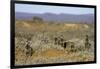 Meerkats, Oudtshoorn, Western Cape, South Africa, Africa-Ian Trower-Framed Photographic Print