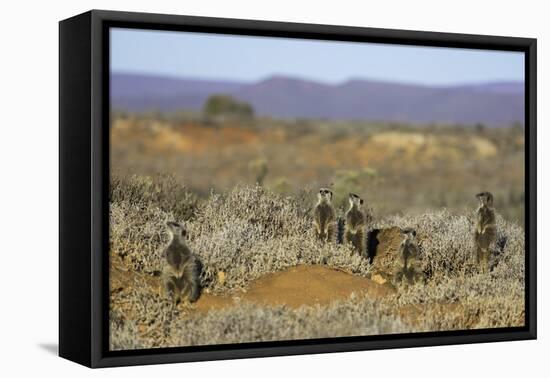 Meerkats, Oudtshoorn, Western Cape, South Africa, Africa-Ian Trower-Framed Stretched Canvas