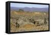 Meerkats, Oudtshoorn, Western Cape, South Africa, Africa-Ian Trower-Framed Stretched Canvas